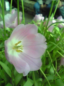 レーシック眼科の給湯室-Image436.jpg
