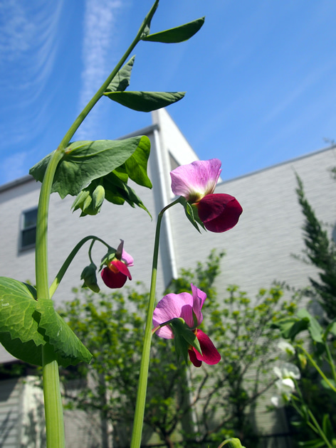 エンドウ豆の花が真っ盛りです 名古屋 昭和区 いりなか眼科クリニック